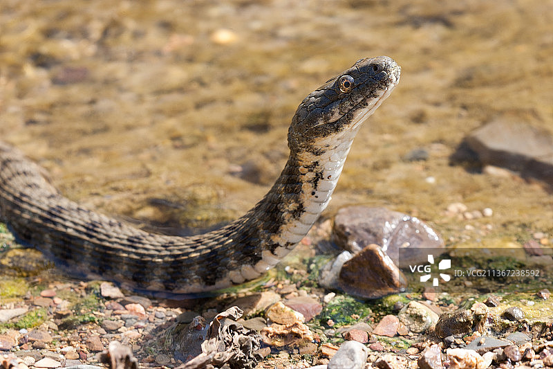 田野上的蛇特写，意大利图片素材