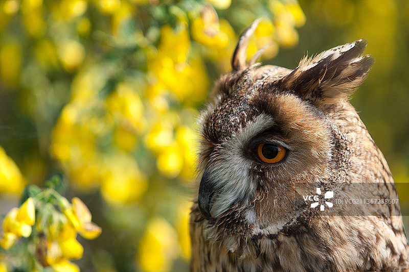 意大利森林中的猫头鹰，谷仓小猫头鹰特写图片素材