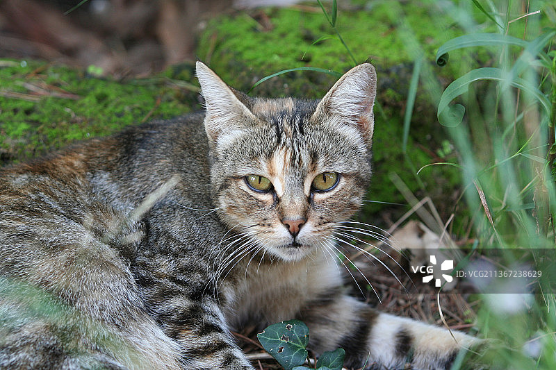 花园里的猫咪图片素材