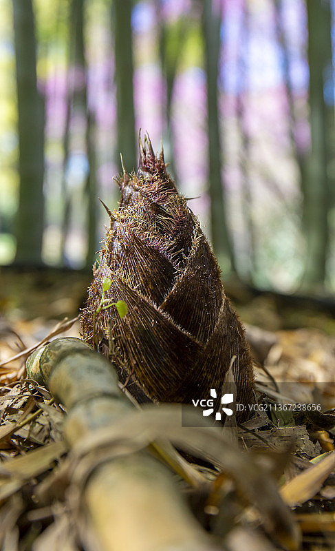 意大利森林中的竹笋图片素材