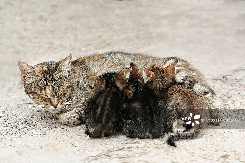 猫咪给小猫喂奶，猫咪在意大利人行道上睡觉的特写图片素材