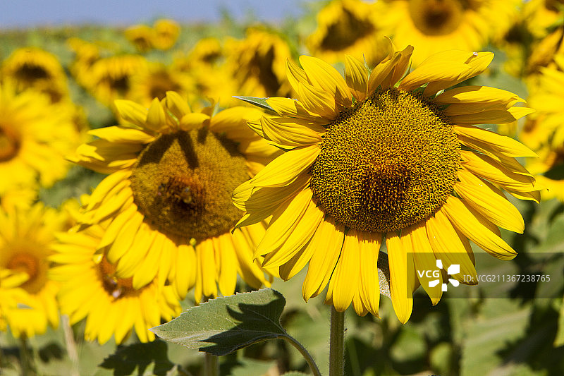 黄色向日葵特写，意大利图片素材