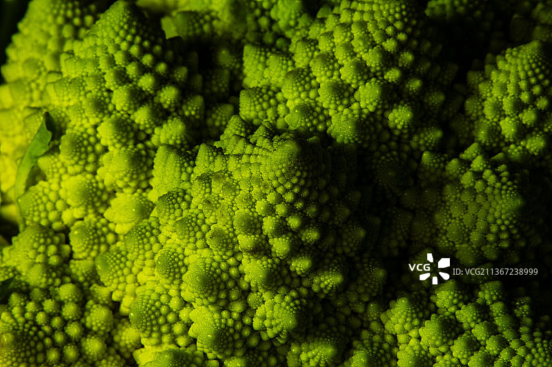 意大利帕维亚Villanterio的绿色蔬菜西兰花全画幅镜头图片素材