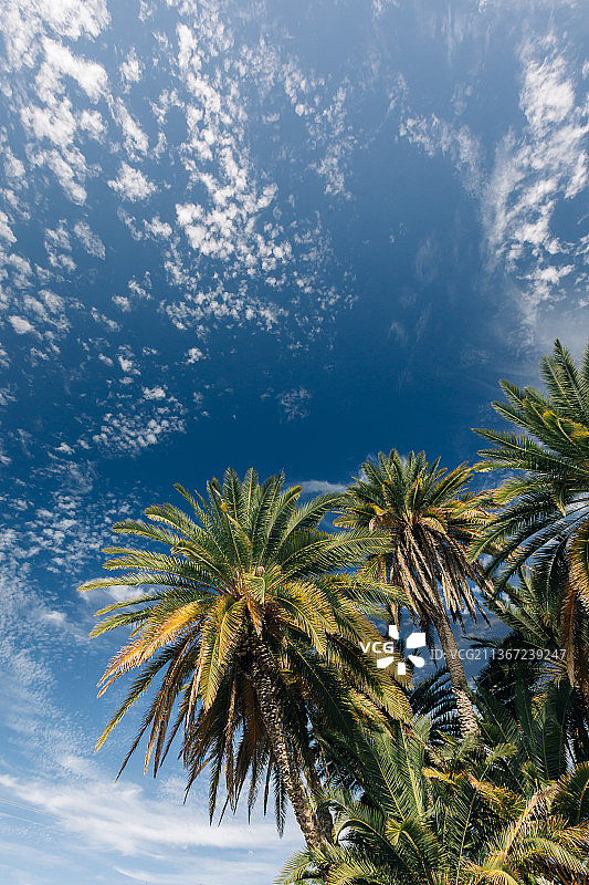 美国佛罗里达州基韦斯特的棕榈树仰视图片素材