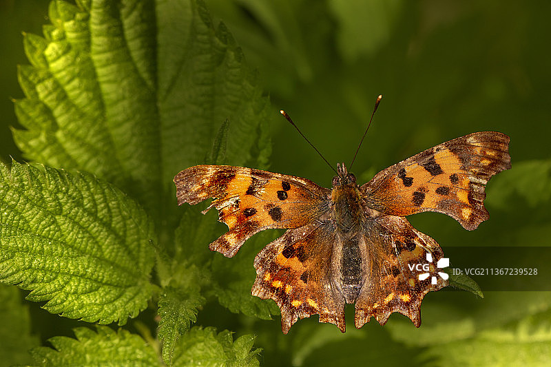 爱沙尼亚哈尔尤县凯赫拉镇蝴蝶采蜜特写图片素材