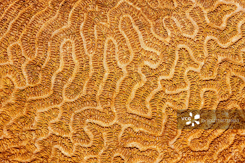 珊瑚纹理背景，抽象背景全画幅拍摄图片素材