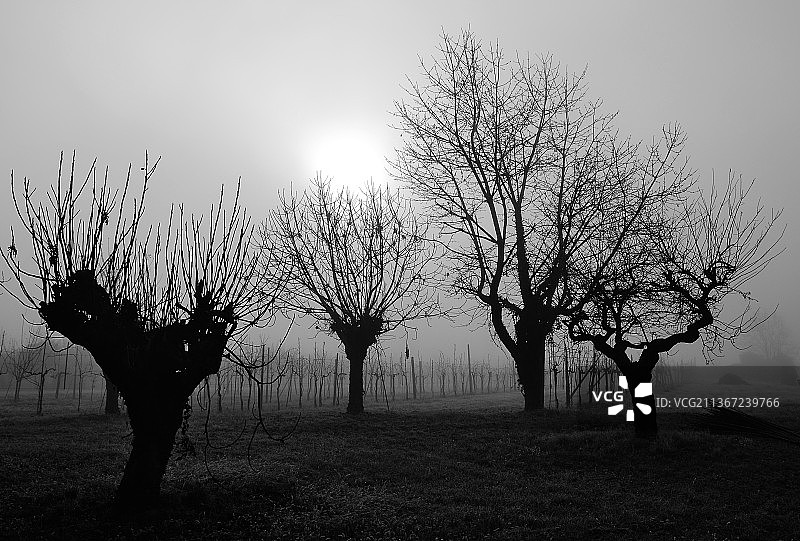 冬日清晨，维琴察省田野上的光秃秃的树木剪影，意大利图片素材