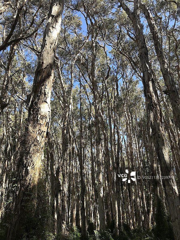 昆士兰艾格尼丝沃特森林中的白千层树图片素材