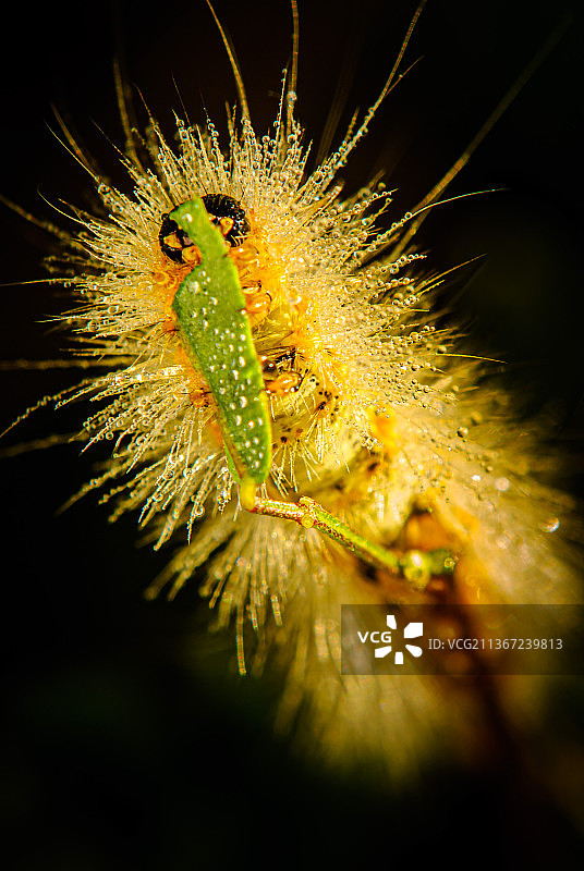 日出时的早餐，植物上的昆虫特写，纽约州奇克托瓦加，美国图片素材
