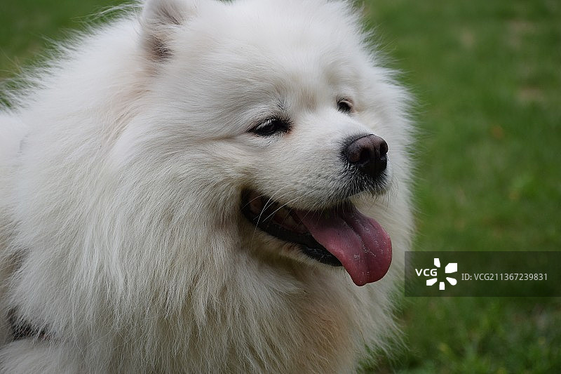 微笑的萨摩耶犬，吐舌头的萨摩耶犬特写图片素材