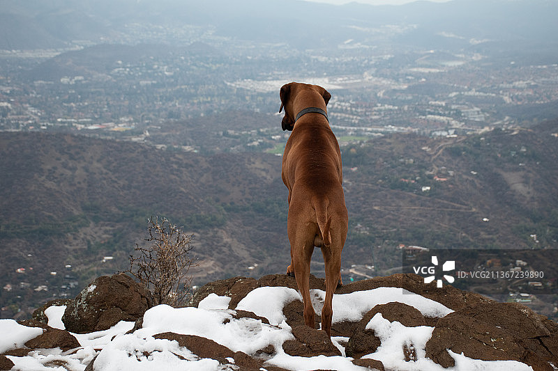 狗站在山上的侧面视角，智利圣地亚哥图片素材