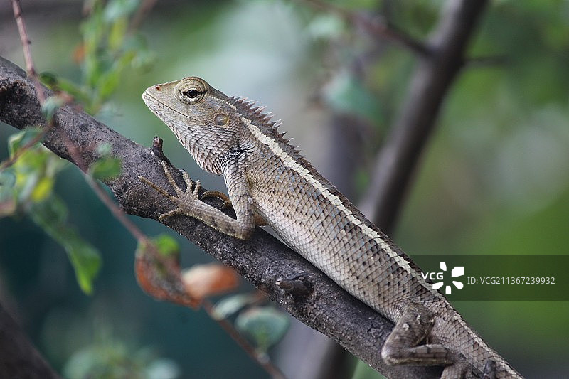 树枝上的蜥蜴特写图片素材