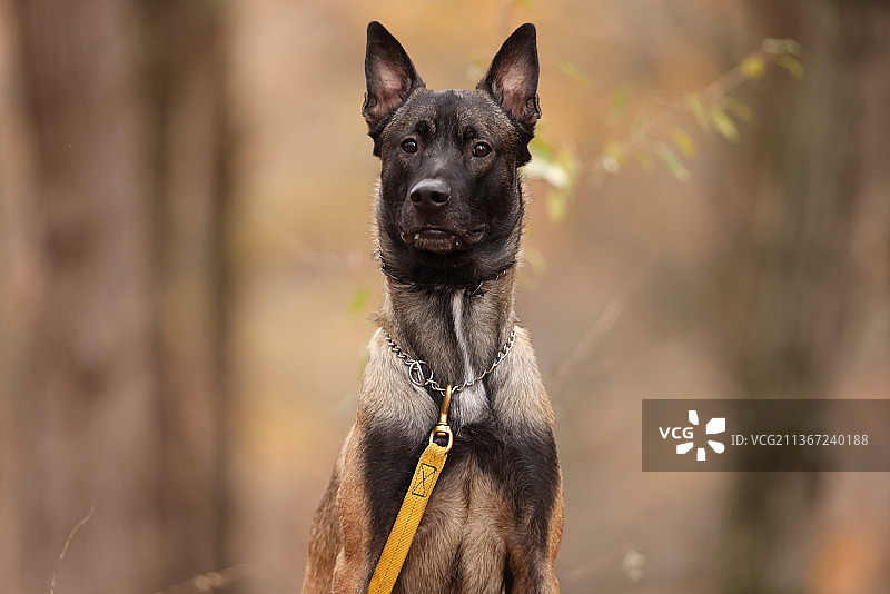 站在田野里的黑色纯种狗的肖像图片素材