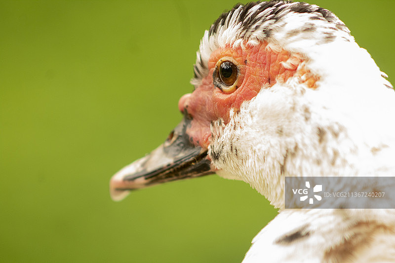 美丽的野生鸭子特写，哥伦比亚图片素材
