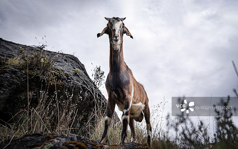 哥伦比亚的山羊图片素材