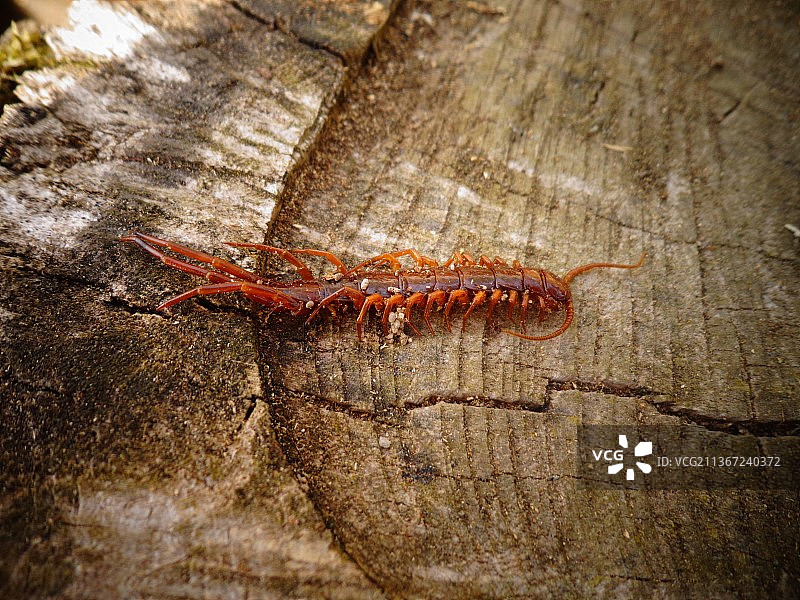 木头上的昆虫特写图片素材