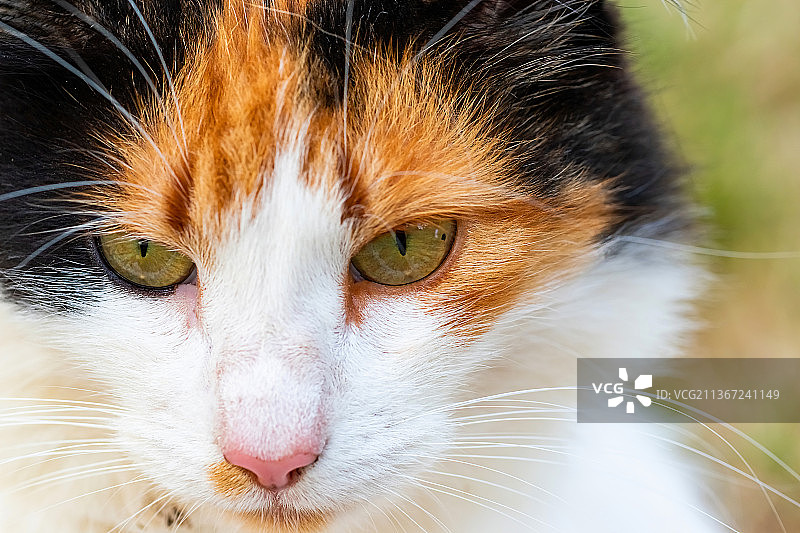 猫咪蓬松口鼻特写图片素材