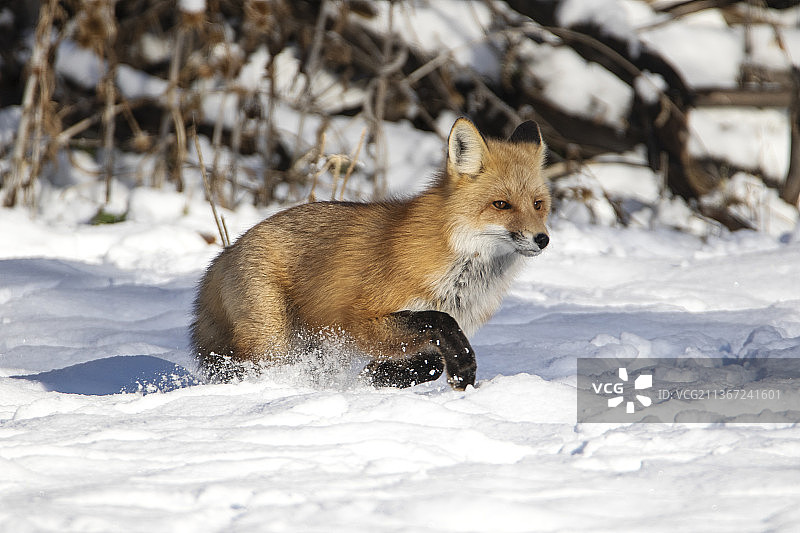 雪地红狐行走侧面照，美国犹他州图片素材