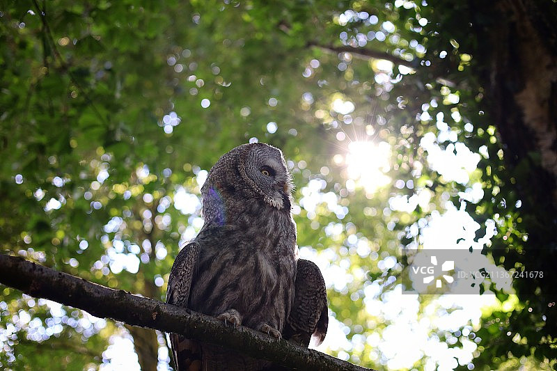 英国吉尔福德灰林鸮栖息在树上低角度视图图片素材