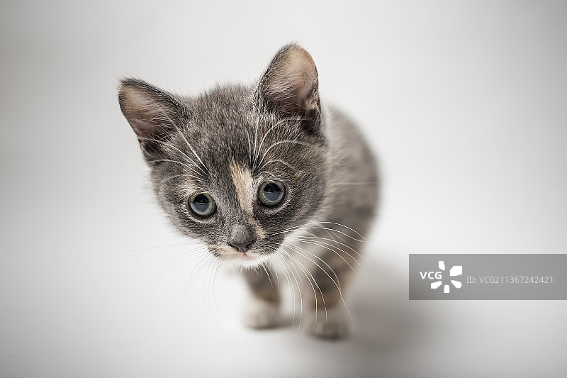 好奇的小猫，白色背景下小猫的特写图片素材