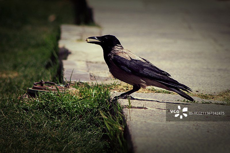 土耳其：栖息在人行道上的乌鸦特写图片素材