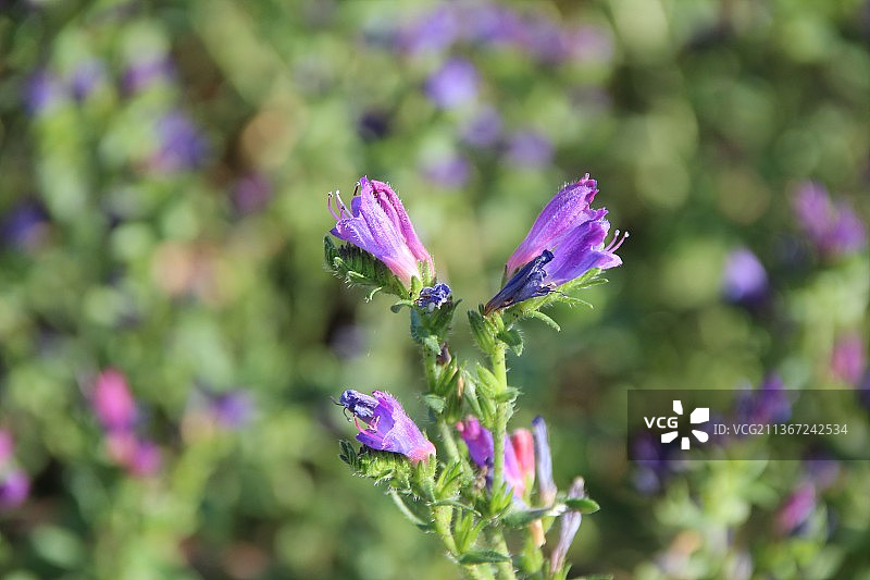 紫色开花植物的特写图片素材