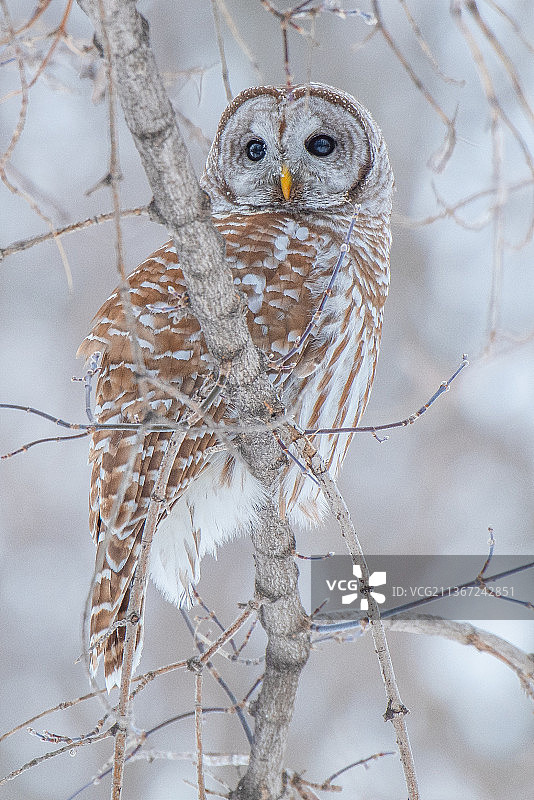 栖息在树枝上的大角鸮图片素材
