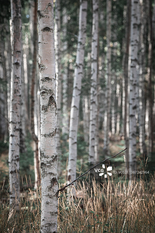 瑞典达拉纳锡连湖森林中的白桦树，锡连湖图片素材
