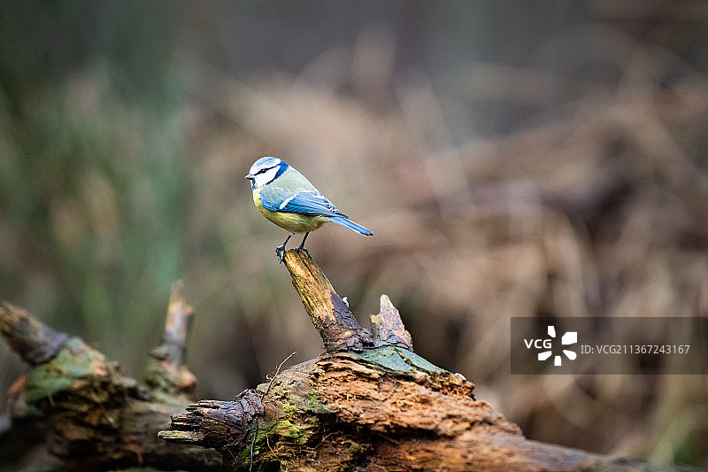 蓝山雀栖息在树枝上的特写图片素材