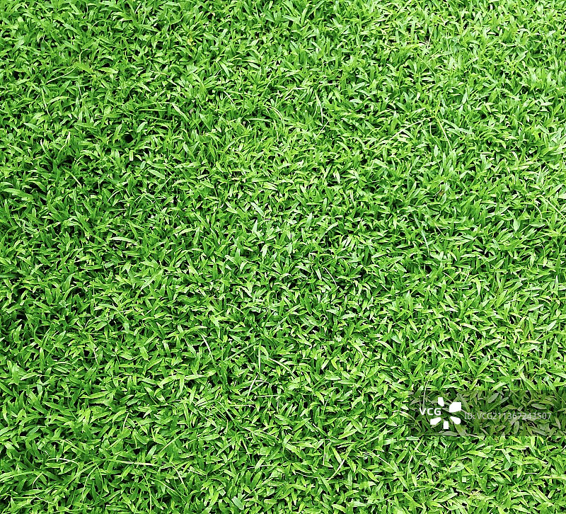 草地的全景照片图片素材