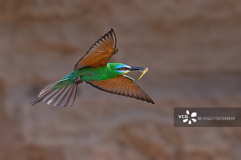 蓝颊蜂虎图片素材