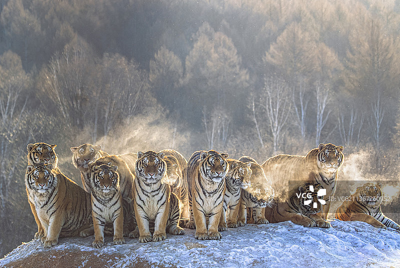 群虎拜年图片素材