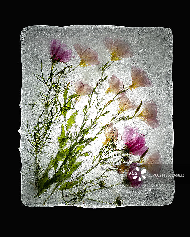 冰冻鲜花图片素材