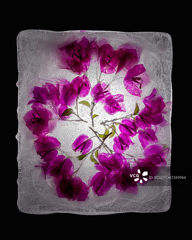 冰冻鲜花图片素材