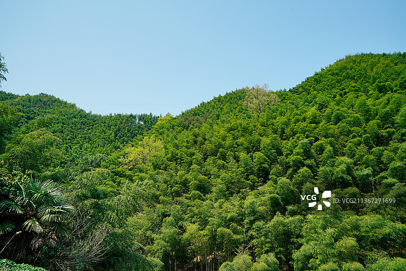 安徽省黄山市木坑竹海风景图片素材