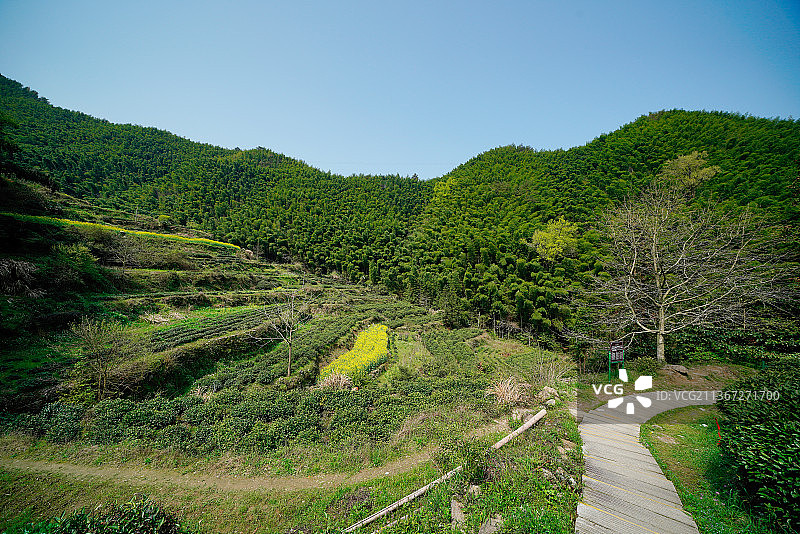 安徽省黄山市木坑竹海风景图片素材