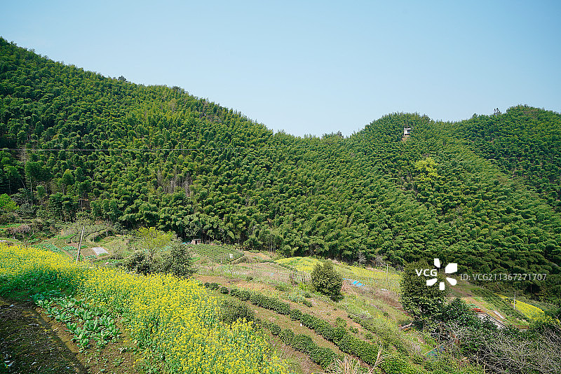 安徽省黄山市木坑竹海风景图片素材