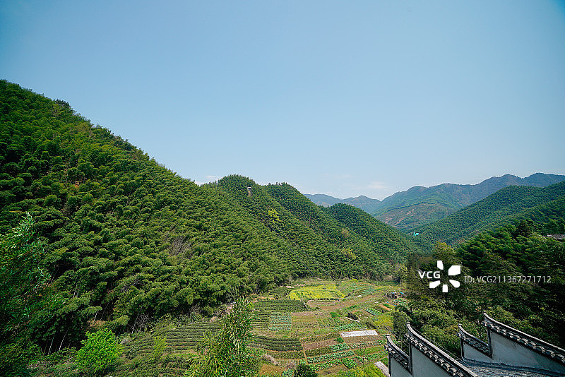 安徽省黄山市木坑竹海风景图片素材
