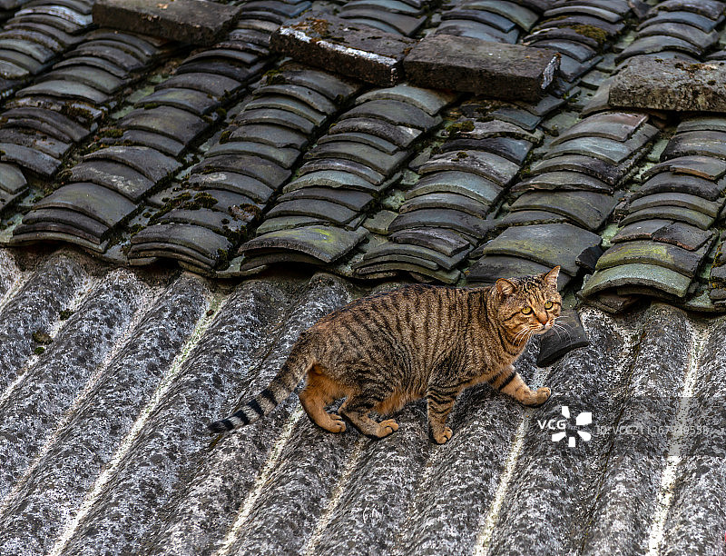 福建漳州平和太极村屋顶的猫图片素材