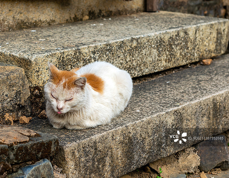 福建漳州平和土楼绳武楼的猫图片素材