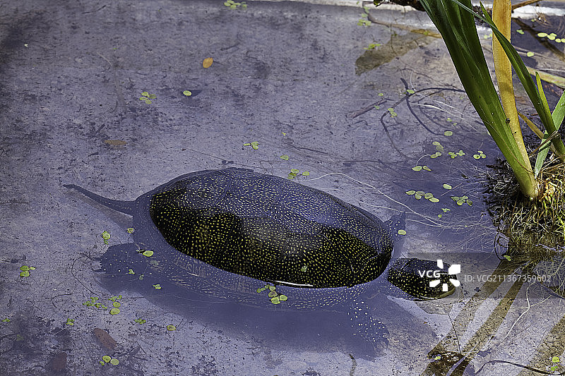 欧洲泽龟图片素材