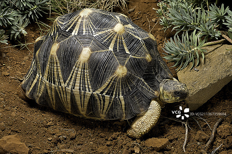 辐纹陆龟图片素材