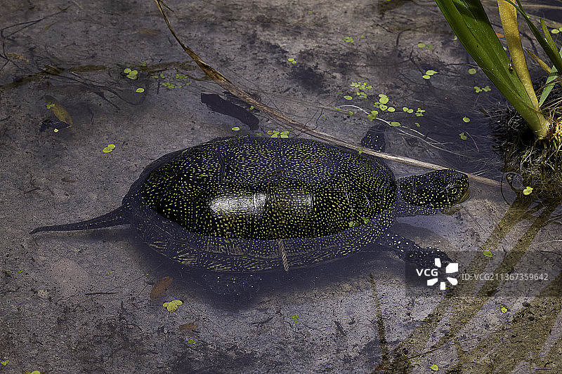 欧洲泽龟图片素材