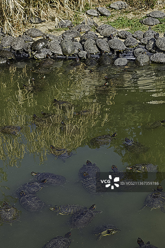 红耳龟图片素材