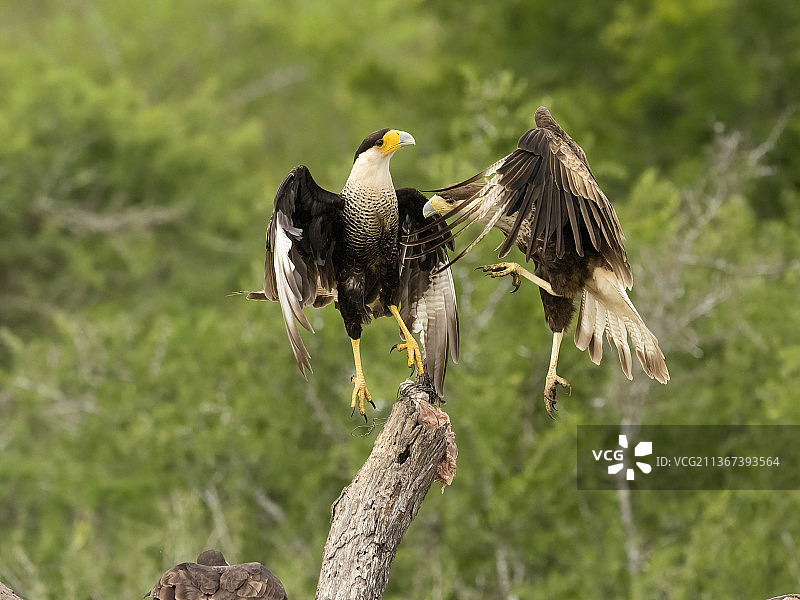 北部凤头卡拉鹰图片素材