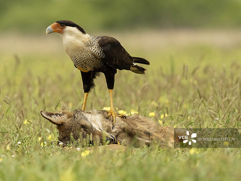 北部凤头卡拉鹰图片素材