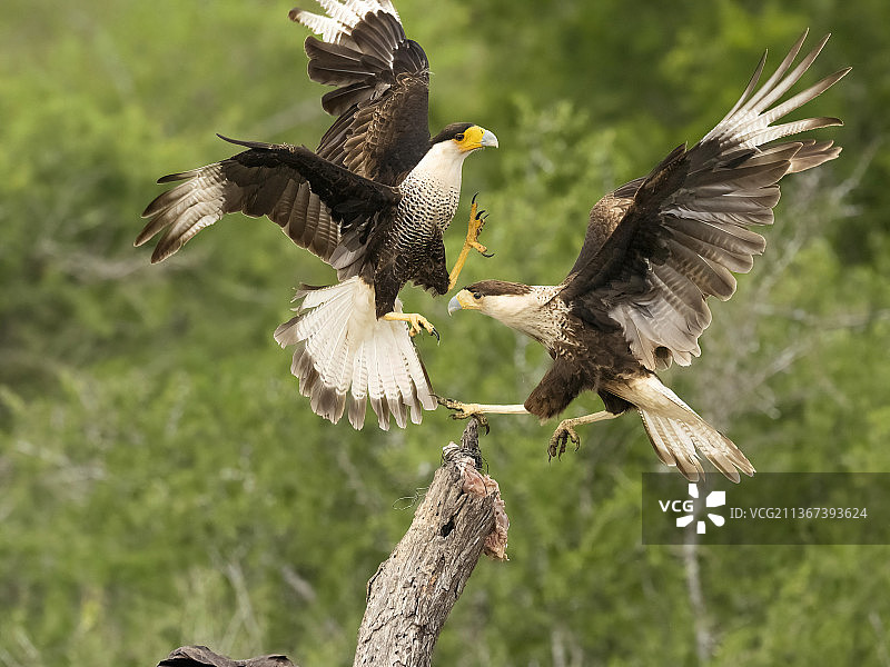 北部凤头卡拉鹰图片素材