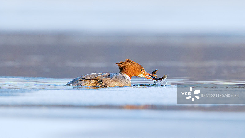 普通秋沙鸭图片素材