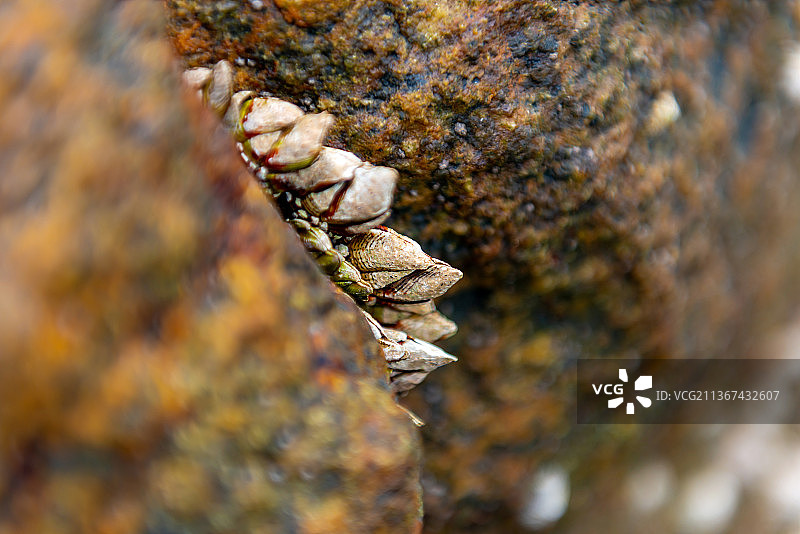 福建漳州礁石佛手贝狗爪螺图片素材