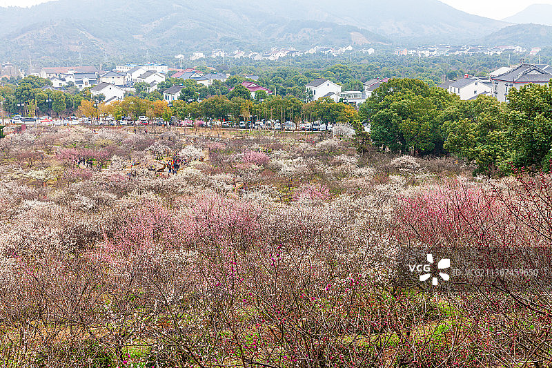 江苏苏州光福香雪海图片素材
